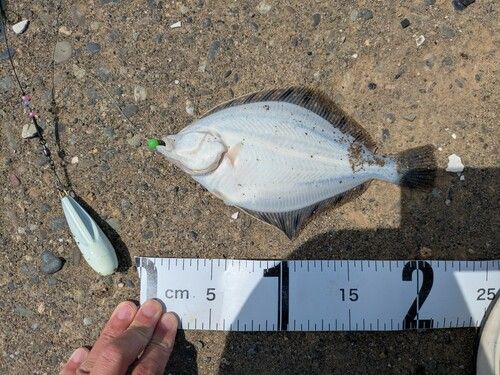 イシガレイの釣果