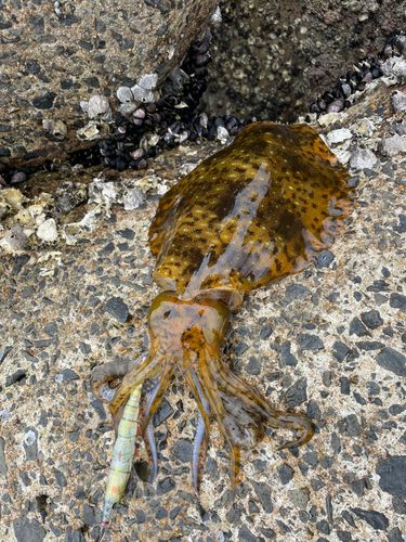 アオリイカの釣果