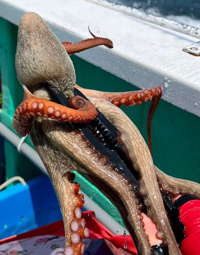 マダコの釣果