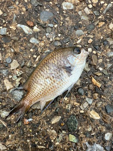 スズメダイの釣果