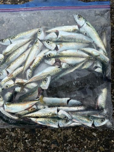 サバの釣果