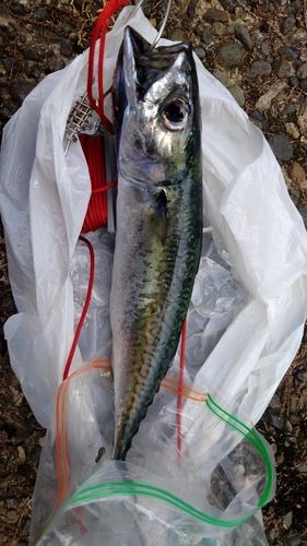 サバの釣果