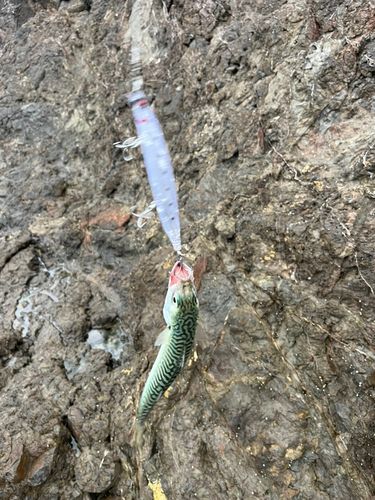 サバの釣果