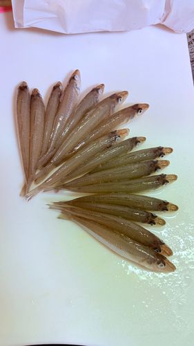 キスの釣果
