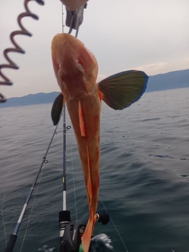 ホウボウの釣果