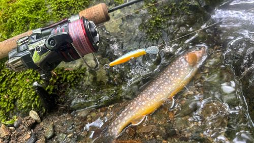 イワナの釣果
