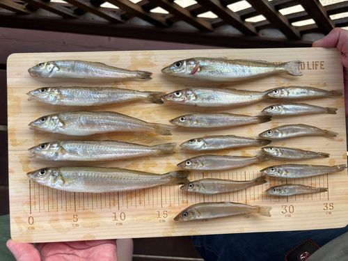 キスの釣果