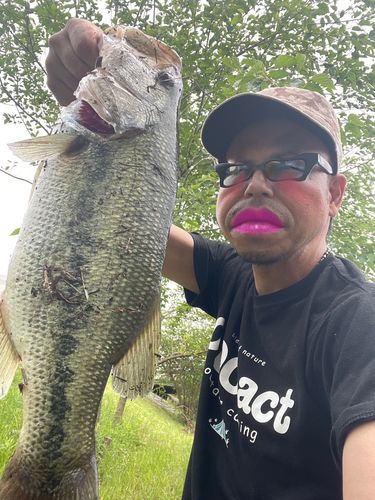 ブラックバスの釣果
