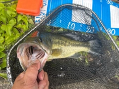 ラージマウスバスの釣果