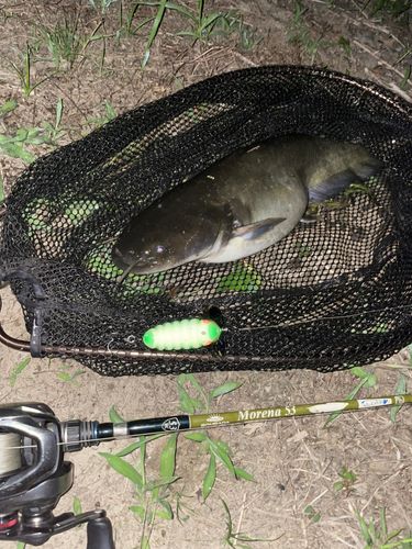 マナマズの釣果