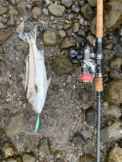 コトヒキの釣果