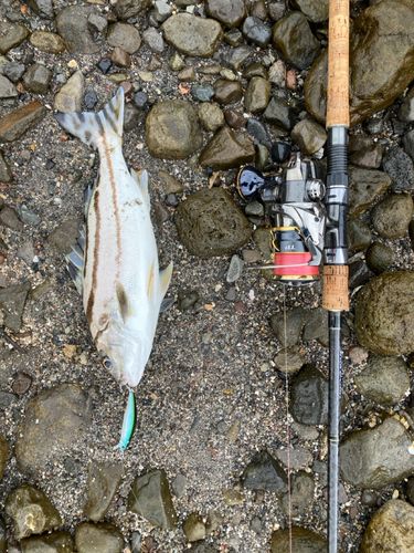 コトヒキの釣果