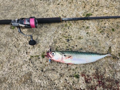 サバの釣果