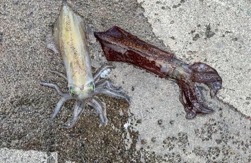 マメイカの釣果