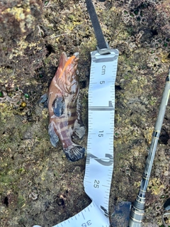 ヤミハタの釣果