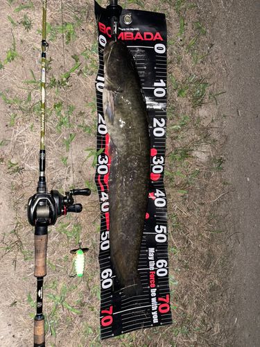 マナマズの釣果