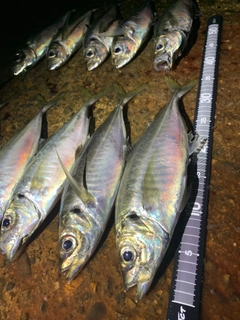 アジの釣果
