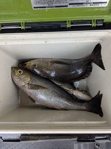 イサキの釣果