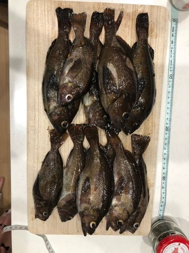ガヤの釣果