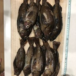 ガヤ