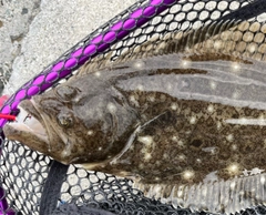 ヒラメの釣果