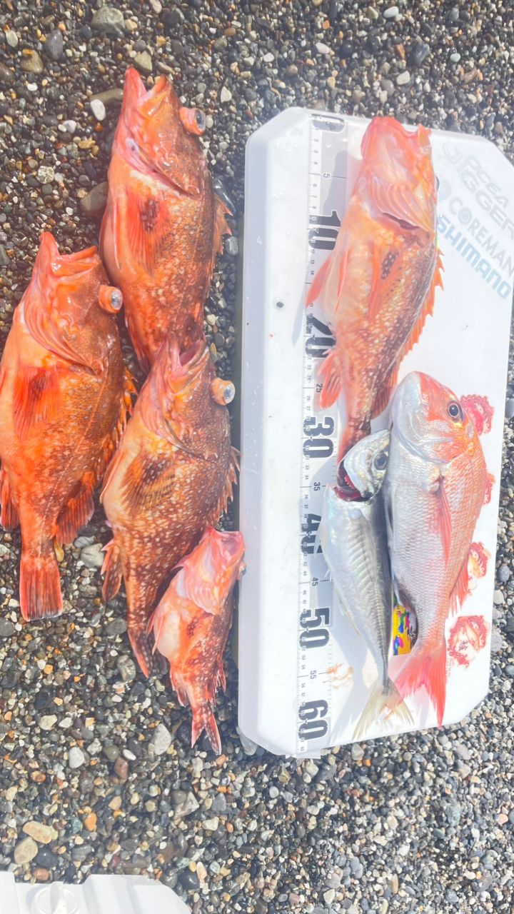 ウッカリカサゴ