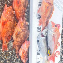 ウッカリカサゴ