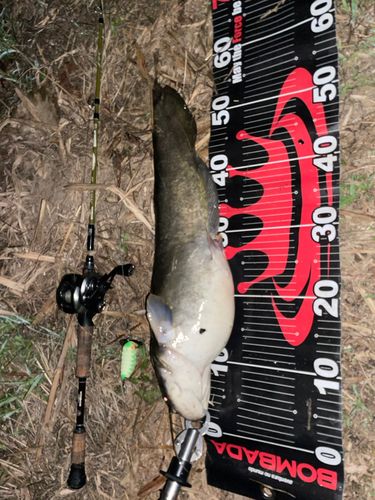 マナマズの釣果