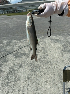 ウグイの釣果