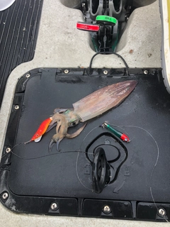 マルイカの釣果