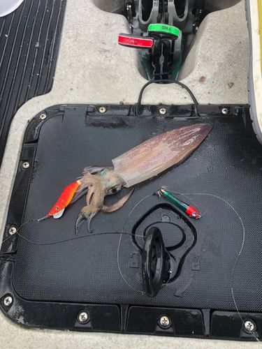 マルイカの釣果