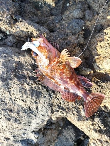 カサゴの釣果