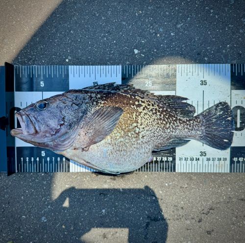 マゾイの釣果