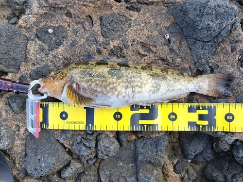 アイナメの釣果