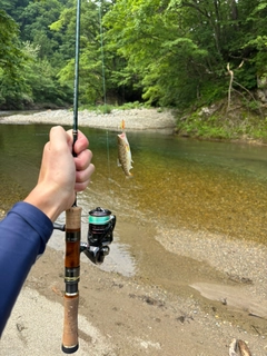 ヤマメの釣果