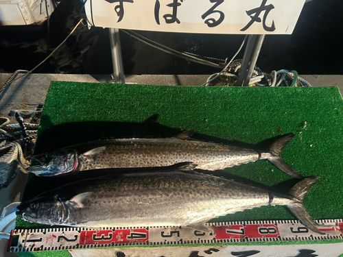 サワラの釣果