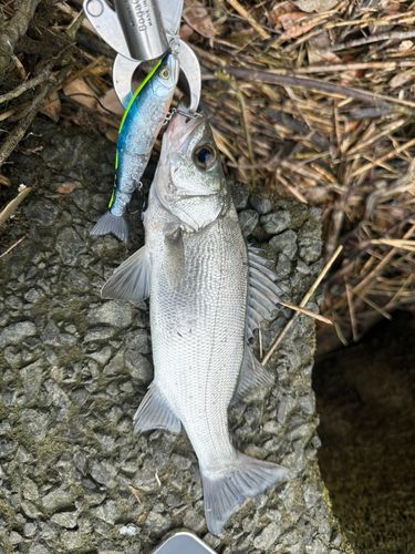 セイゴ（ヒラスズキ）の釣果