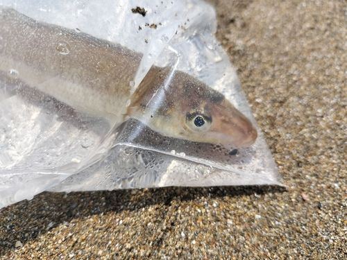 シロギスの釣果