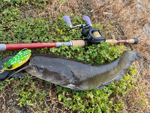 ナマズの釣果