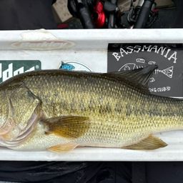 ブラックバス