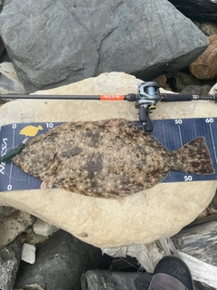 ヒラメの釣果