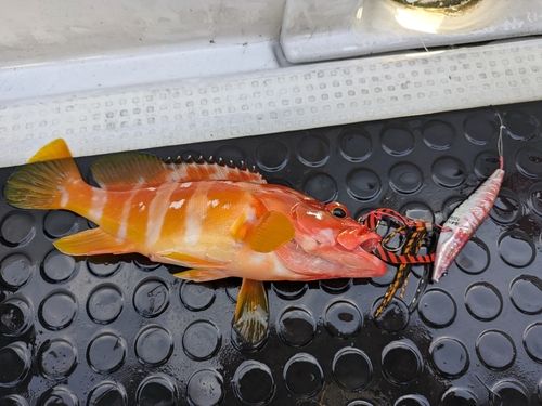 アカハタの釣果
