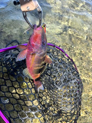 オジサンの釣果