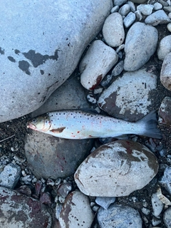 ブラウントラウトの釣果