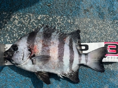 イシダイの釣果