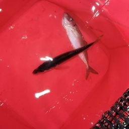 アジ