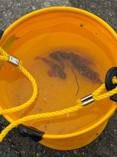 アカメバルの釣果
