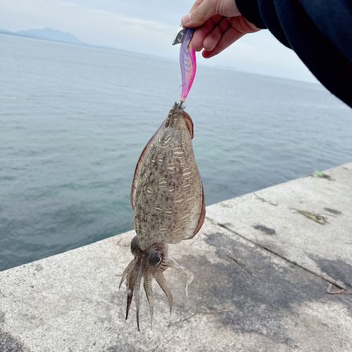 モンゴウイカ