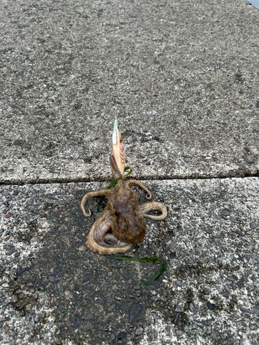 タコの釣果