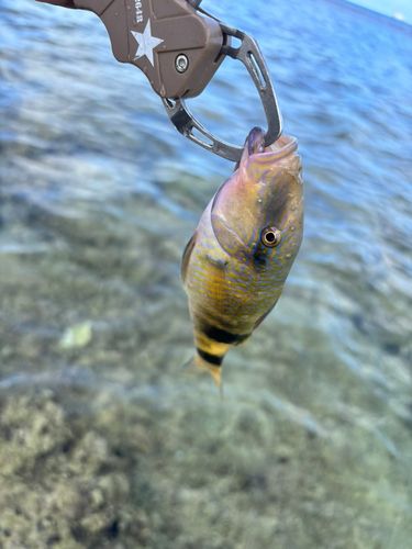 オジサンの釣果